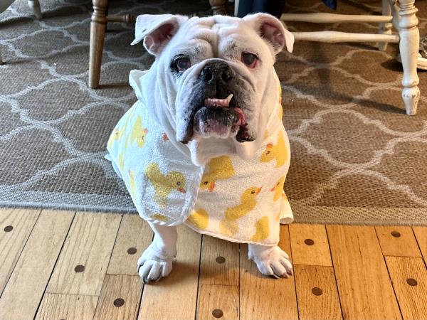 /Images/uploads/Long Island Bulldog Rescue/LIBR-2025-Calendar/entries/33603.jpg